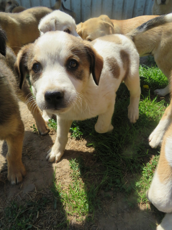 MAURICE (ex OTTOKAR) - chiot mâle, de taille moyenne à l'âge adulte - né environ en mars 2021 - REMEMBER ME LAND - En FA chez Joan (42) - ADOPTÉ par Charlotte (76)  Ottoka10