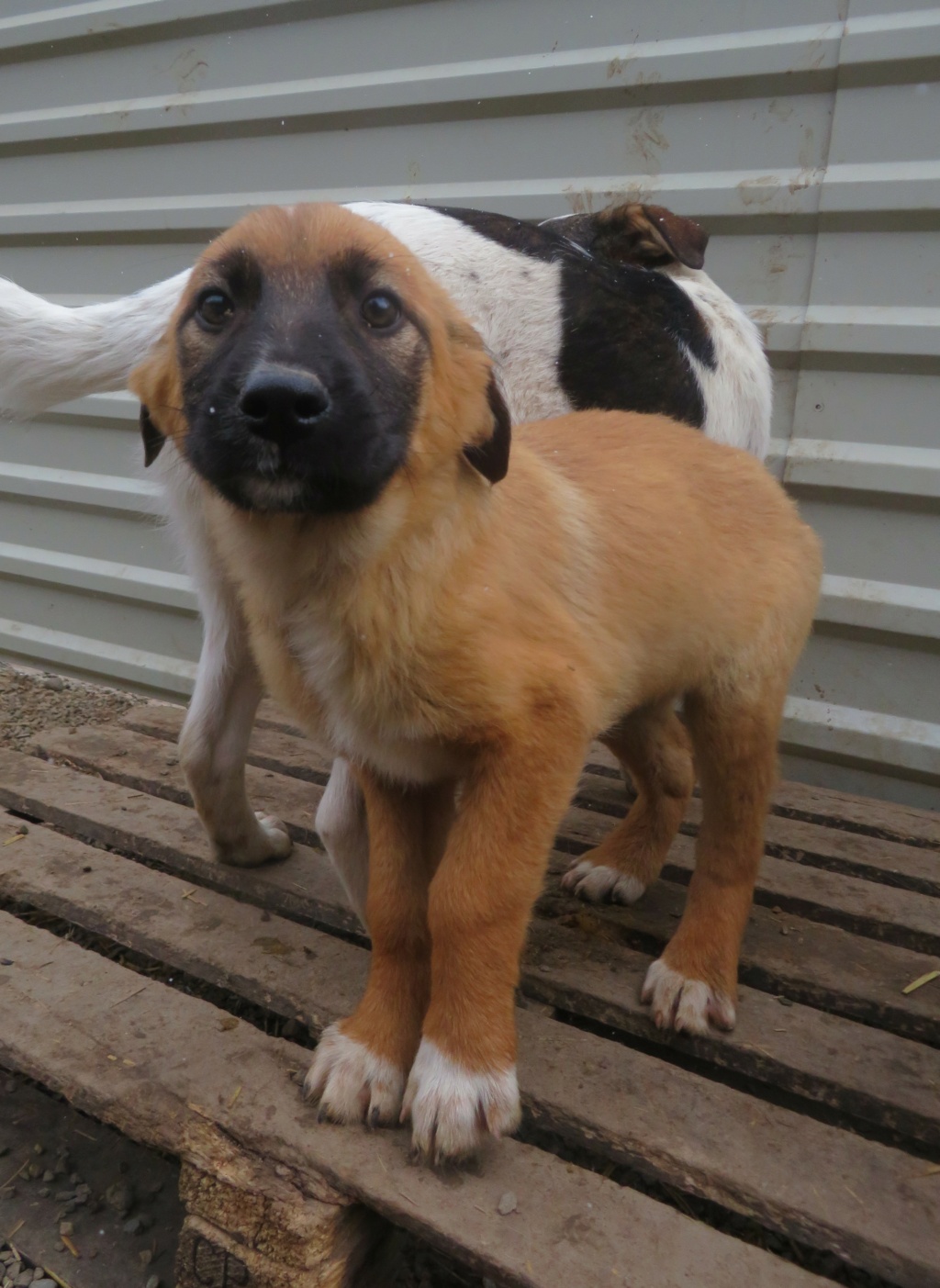 TANGA (ex PANGA) - chiot femelle , de taille moyenne à l'âge adulte - née environ en octobre 2021 - REMEMBER ME LAND - Adoptée par Albane (Belgique)  Panga_10