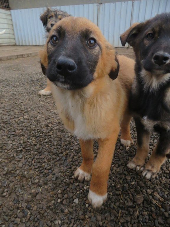 TANGA (ex PANGA) - chiot femelle , de taille moyenne à l'âge adulte - née environ en octobre 2021 - REMEMBER ME LAND - Adoptée par Albane (Belgique)  Panga_14