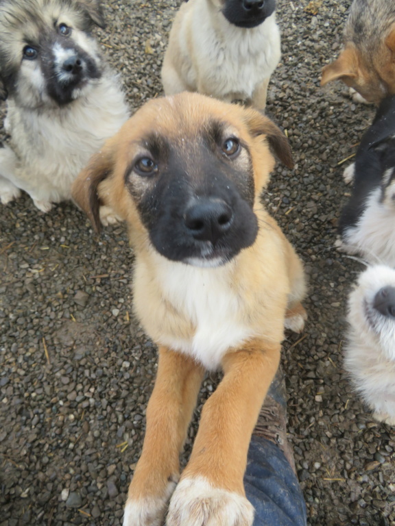 TANGA (ex PANGA) - chiot femelle , de taille moyenne à l'âge adulte - née environ en octobre 2021 - REMEMBER ME LAND - Adoptée par Albane (Belgique)  Panga_15