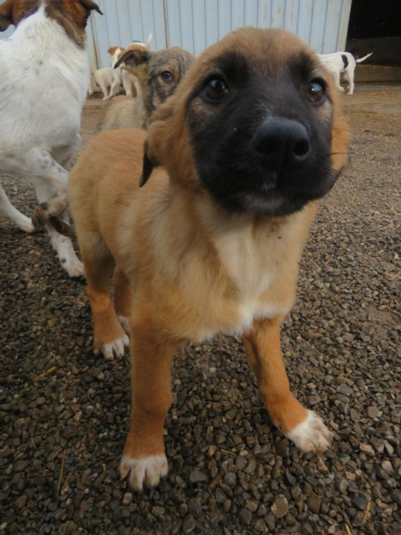 TANGA (ex PANGA) - chiot femelle , de taille moyenne à l'âge adulte - née environ en octobre 2021 - REMEMBER ME LAND - Adoptée par Albane (Belgique)  Panga_17