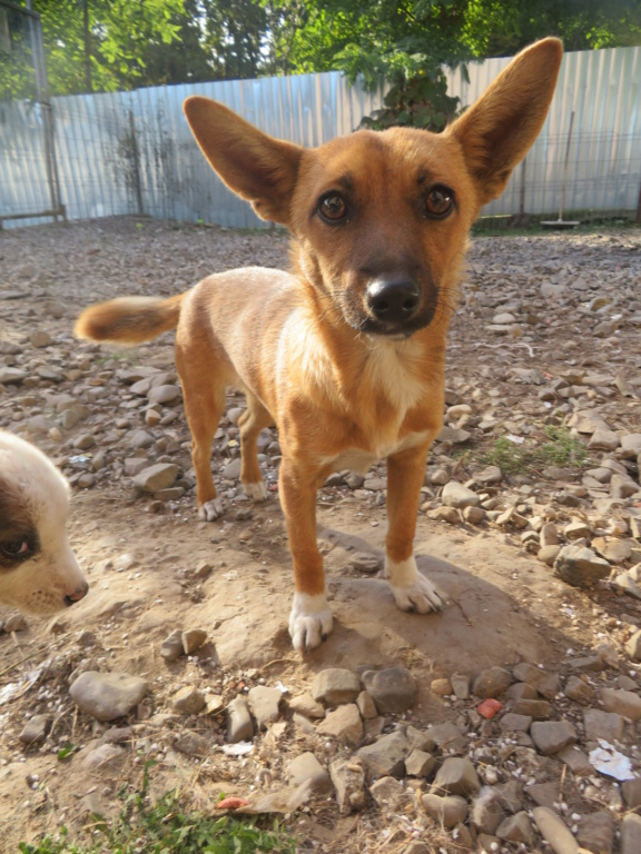 OLIVIA (ex PASHMINA) - chiot femelle , de petite taille à l'âge adulte - née environ en avril 2021 - REMEMBER ME LAND - Adoptée par Léonore (75)  Pashmi21