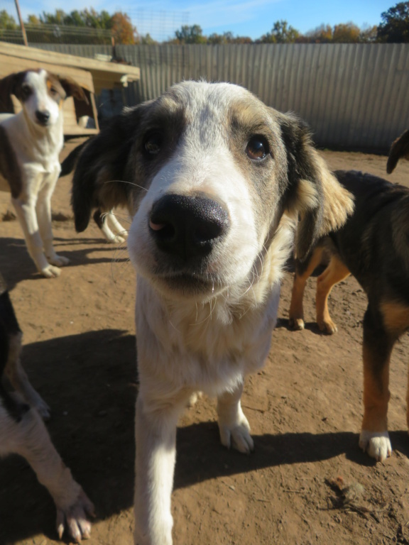 PATAUD - chiot mâle, de taille moyenne à grande à l'âge adulte - né environ en mai 2021 - REMEMBER ME LAND - en FA chez Julie (84) - Adopté par Maurice (13)  Pataud14