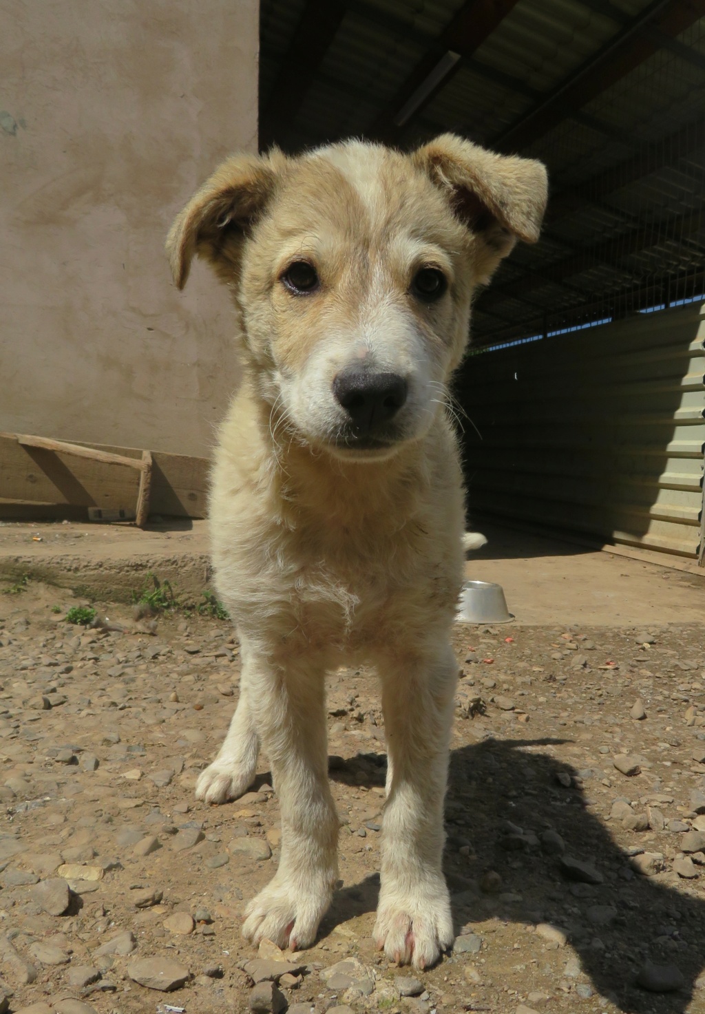 LOULOU (ex PATIO) - chiot mâle, de taille moyenne à grande à l'âge adulte - né environ janvier 2021 (fourrière de Tergu Neamt) - REMEMBER ME LAND - Adopté par Christel (67)  Patio_16