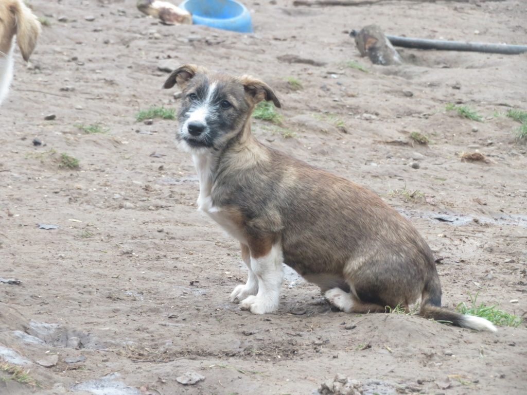 PATTOUNE - chiot femelle, de petite taille à l'âge adulte - née environ en début août 2020 - Adoptée par Léa (69) Pattou20