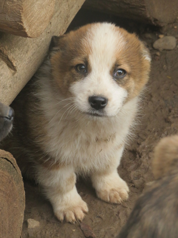 ELVIS (ex PEEK A BOO) - chiot mâle, de petite taille à l'âge adulte - né environ en octobre 2020 - REMEMBER ME LAND - Adopté par Delphine (74)  Peekab18