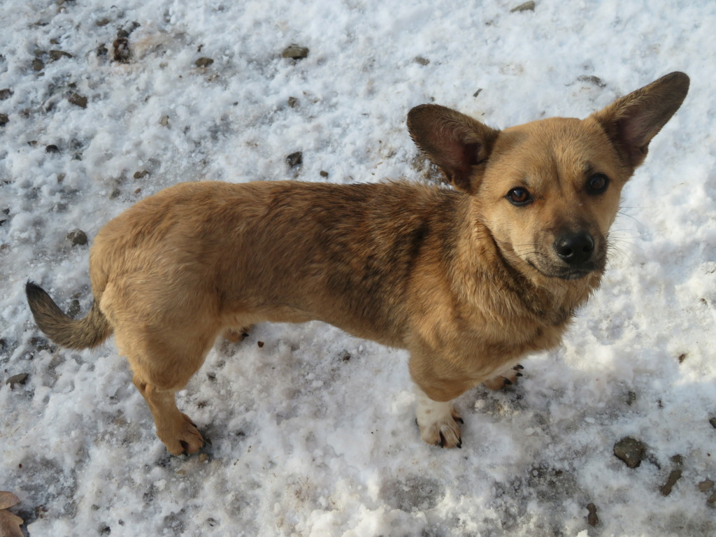 PENNY (ex PENELOPE) - chiot femelle, de petite taille à l'âge adulte - née environ en mai 2020 - REMEMBER ME LAND - Adoptée par Marie-Ange (84)  Penelo19