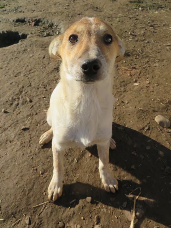 PEPITA - chiot femelle, de taille moyenne à l'âge adulte - née environ en mars 2020 - Remember Me Land - Adoptée par Sophie (67)  Pepita13