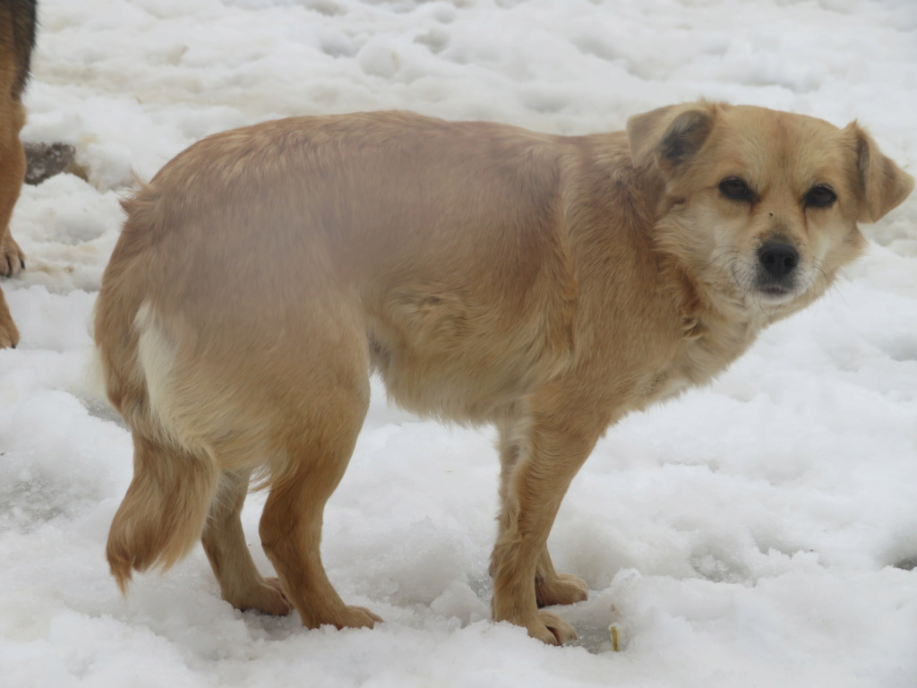 SUSHIE (ex PIAF) - femelle, de petite taille, née environ en février 2019 - REMEMBER ME LAND - Adoptée par André et Sylvie (67)  Piaf_112