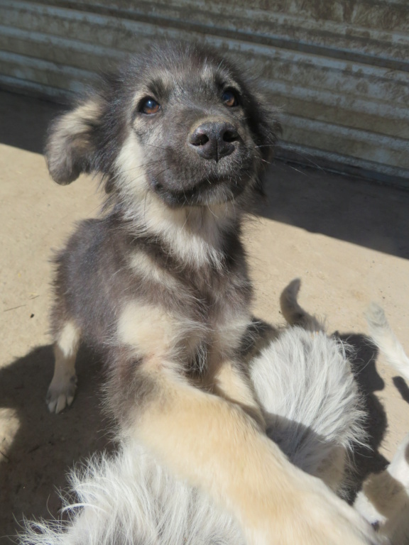 PIKATCHU (ex PISTACHIO) - chiot mâle, de taille petite à moyenne à l'âge adulte - né environ en janvier 2021 - REMEMBER ME LAND - Adopté par Mathilde (54)  Pistac18