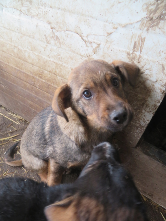 POKEMON - chiot mâle, de taille petite à moyenne à l'âge adulte - né environ en début septembre 2020 - Adopté par Michael (76) Pokemo12