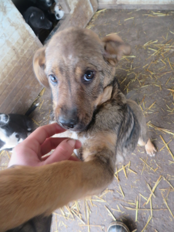 POKEMON - chiot mâle, de taille petite à moyenne à l'âge adulte - né environ en début septembre 2020 - Adopté par Michael (76) Pokemo14