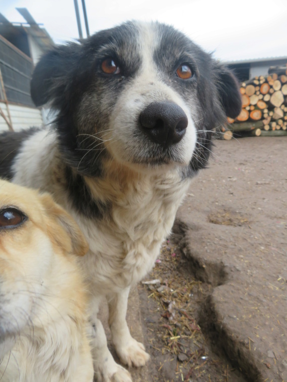 POMMY - femelle, de taille petite à moyenne - née environ en avril 2014 - REMEMBER ME LAND - Adoptée par Céline (Suisse)  Pommy_14