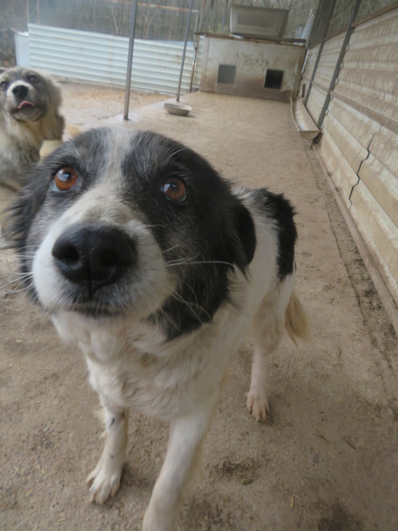 POMMY - femelle, de taille petite à moyenne - née environ en avril 2014 - REMEMBER ME LAND - Adoptée par Céline (Suisse)  Pommy_15