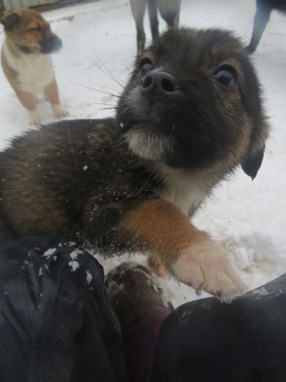 SALTO (ex PRIETO) - chiot mâle, de petite taille à l'âge adulte - né environ en septembre 2021 - REMEMBER ME LAND - Adopté par  Nelly (63)  Prieto18