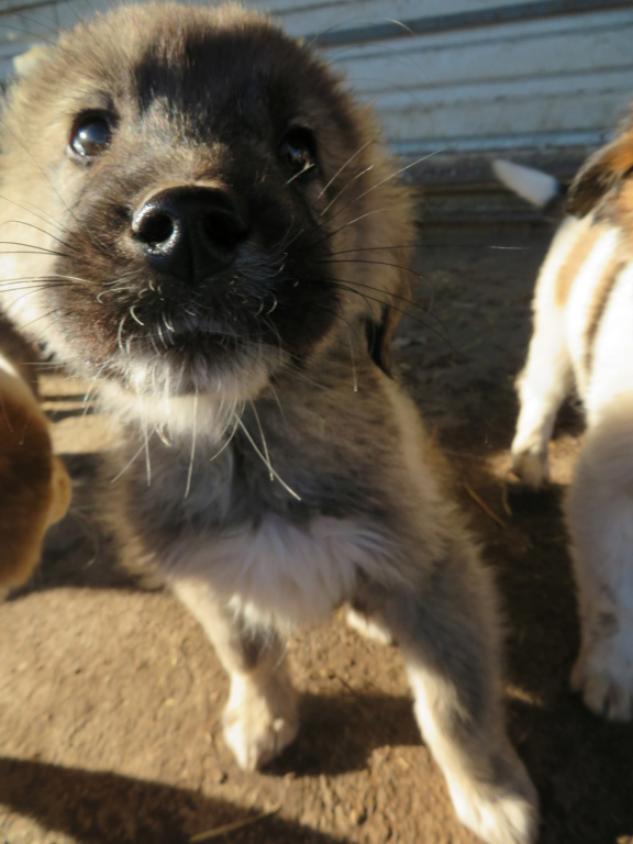 MARLEY (ex RATCHET) - chiot mâle, de taille moyenne à l'âge adulte - né environ en mi-août 2020 - REMEMBER ME LAND - Adopté par Élisa (68)  Ratche13