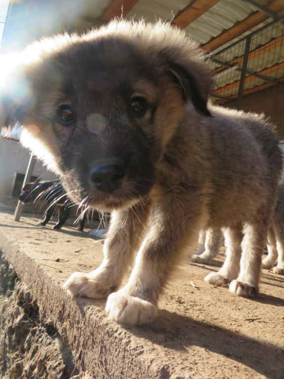 MARLEY (ex RATCHET) - chiot mâle, de taille moyenne à l'âge adulte - né environ en mi-août 2020 - REMEMBER ME LAND - Adopté par Élisa (68)  Ratche15