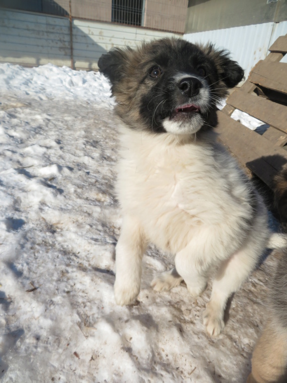 REGGAE - chiot mâle, de taille petite à moyenne à l'âge adulte - né environ en octobre 2020 - Adopté par Tiffany (Belgique) Reggae18