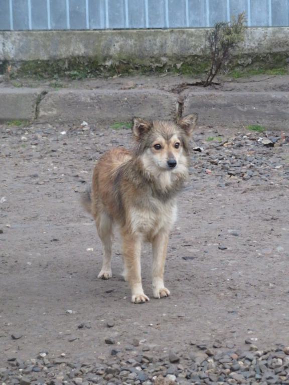 PASTEL (ex RENARDE) - femelle, de petite taille - née environ en mars 2020 (fourrière de ROMAN) - REMEMBER ME LAND - Adoptée par Ana (75) Renard19