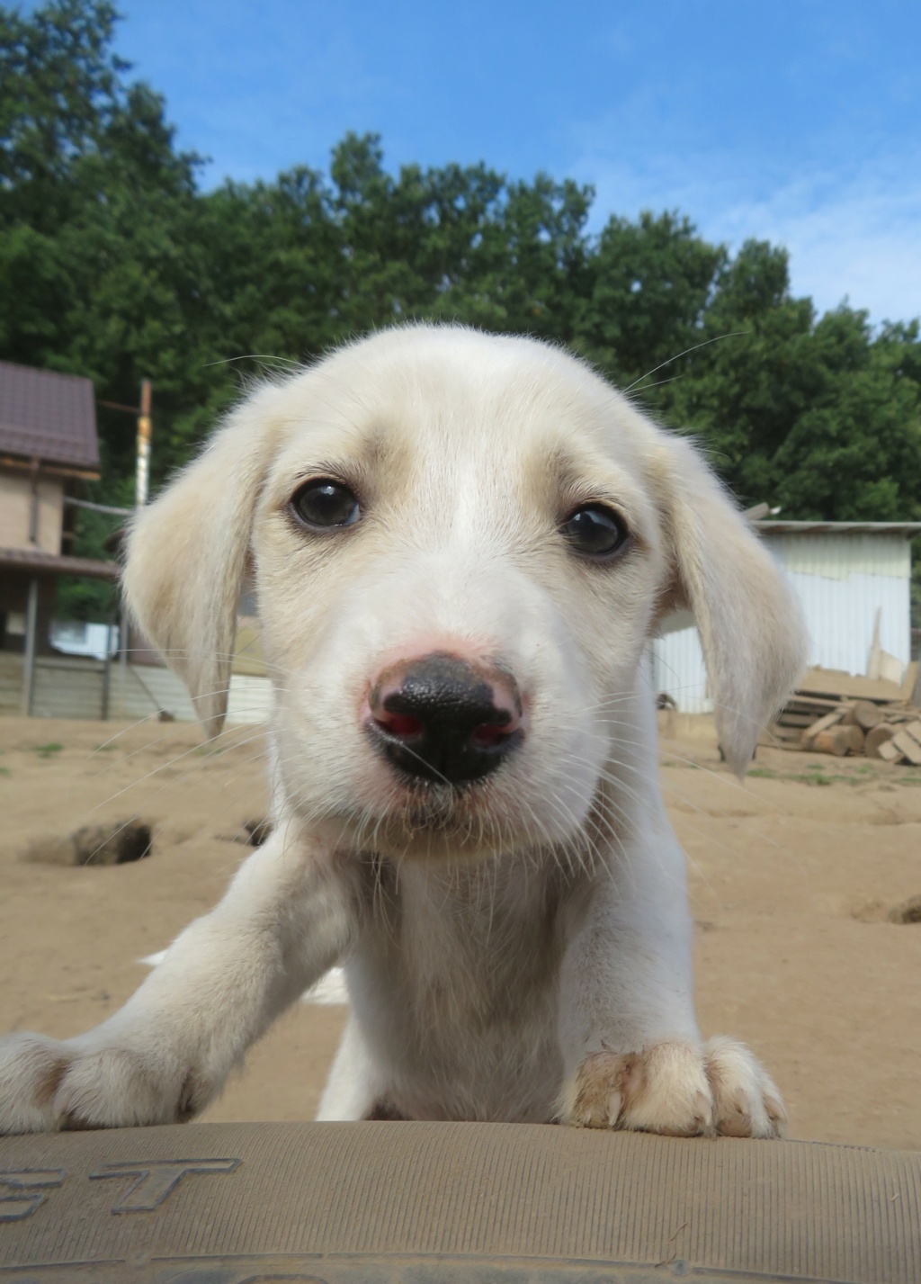 RIEZ - chiot mâle, de taille moyenne à l'âge adulte - né environ en juin 2021 - REMEMBER ME LAND - RÉSERVÉ ADOPTION PAR Manon (44) /DÉCÉDÉ Riez_310