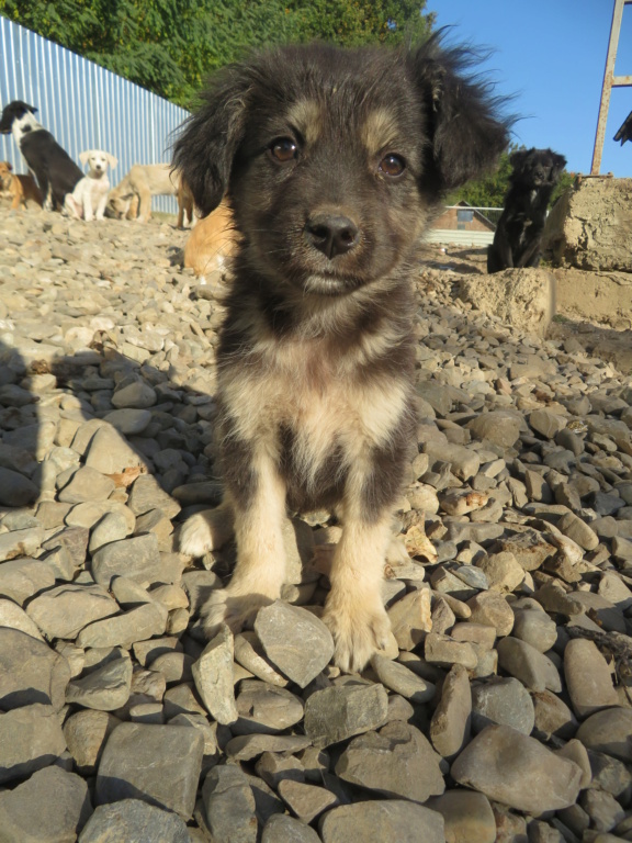 GIALIA (ex ROKA) - chiot femelle, de taille petite à moyenne à l'âge adulte - née environ en juin 2021 - REMEMBER ME LAND - Adoptée par Isabelle (83)  Roka_110