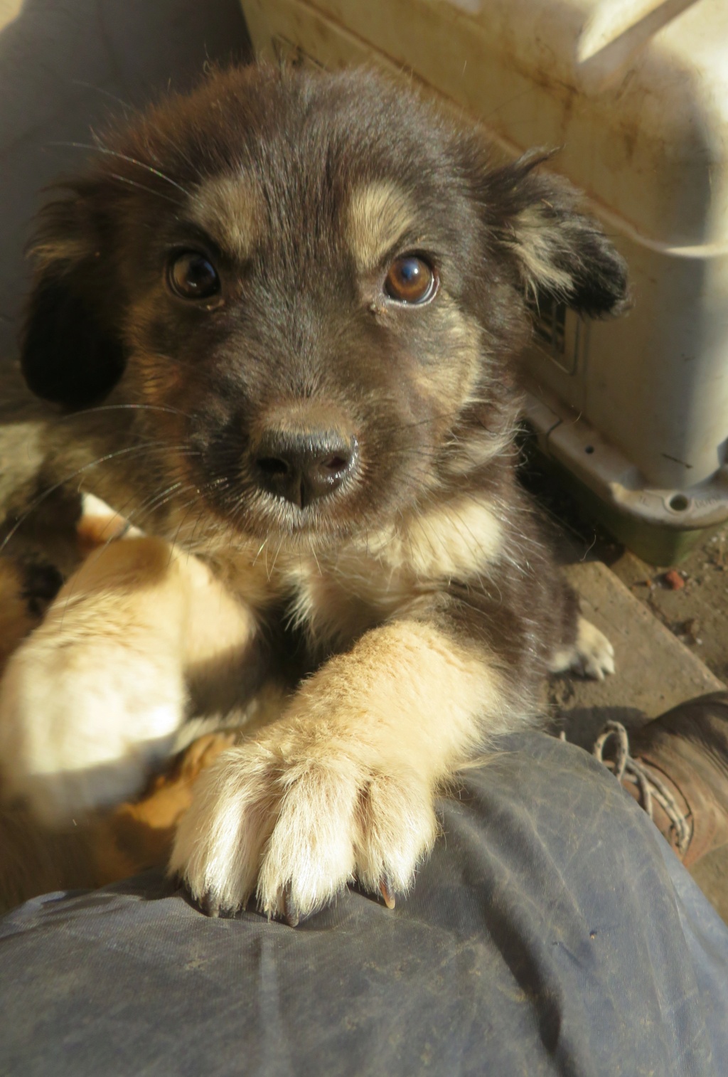 GIALIA (ex ROKA) - chiot femelle, de taille petite à moyenne à l'âge adulte - née environ en juin 2021 - REMEMBER ME LAND - Adoptée par Isabelle (83)  Roka_410