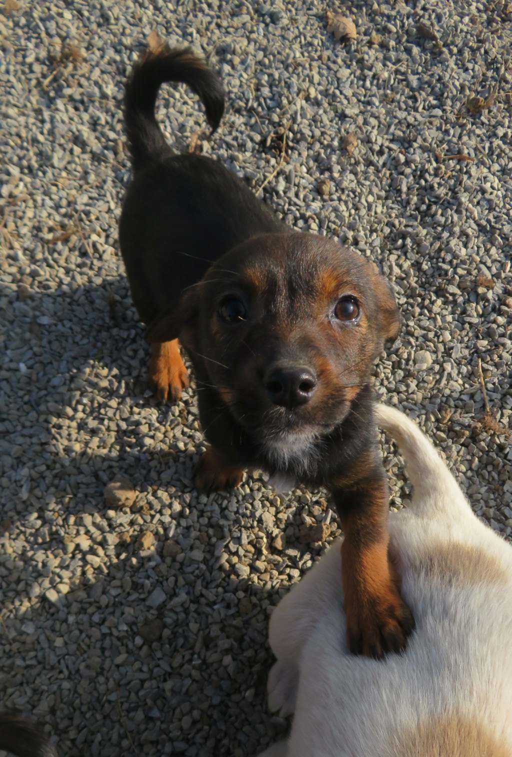 ROMULUS - chiot mâle, de petite taille à l'âge adulte - né environ en juillet 2021 - chez Lucian (Roumanie) - Adopté par Maria (35)  Romulu22