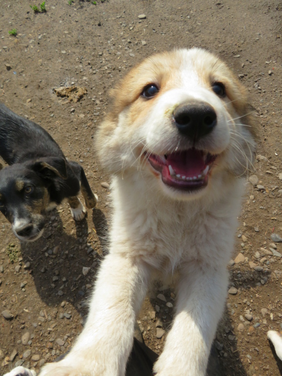 RONALDO - chiot mâle, de taille moyenne à grande à l'âge adulte - né environ en mars 2021 - REMEMBER ME LAND - Réservé Adoption par Aurore (07) - Décédé  Ronald15