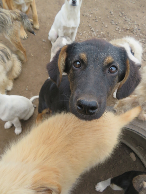 SATHI (ex ROSY) - chiot femelle, de taille moyenne à l'âge adulte - née environ en mars 2021 - REMEMBER ME LAND - Adoptée par Auberie (57)  Rosy_112