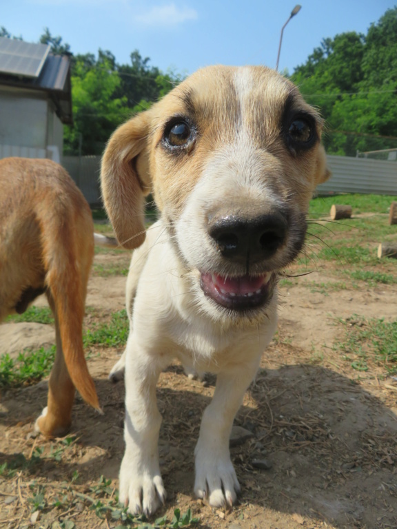 PUNCHY (ex RULTI) - chiot mâle, de taille petite à moyenne à l'âge adulte - né environ en avril 2021 - REMEMBER ME LAND - Adopté par Cindy (28)  Rulti_17