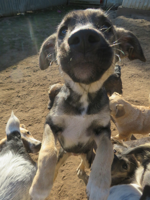 RUSSIA - chiot femelle, de taille moyenne à grande à l'âge adulte - née environ en mai 2021 - REMEMBER ME LAND - Adoptée par Maud (86)  Russia11