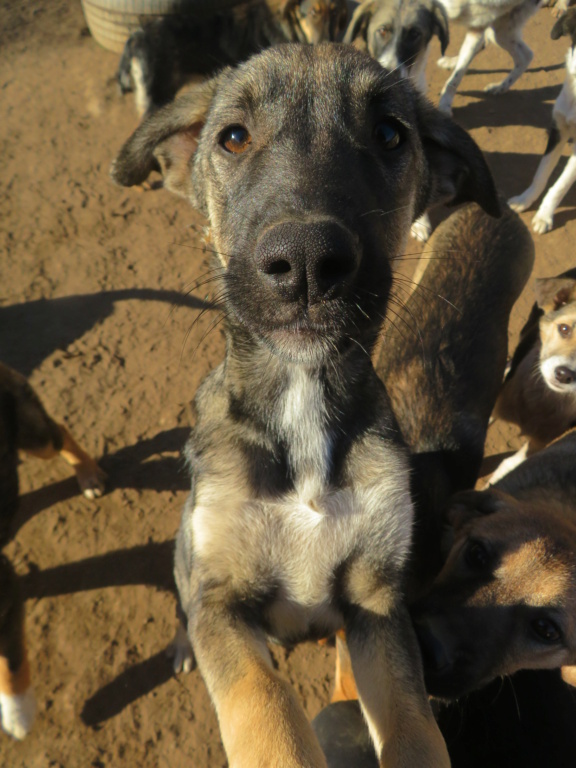 RUSSIA - chiot femelle, de taille moyenne à grande à l'âge adulte - née environ en mai 2021 - REMEMBER ME LAND - Adoptée par Maud (86)  Russia18