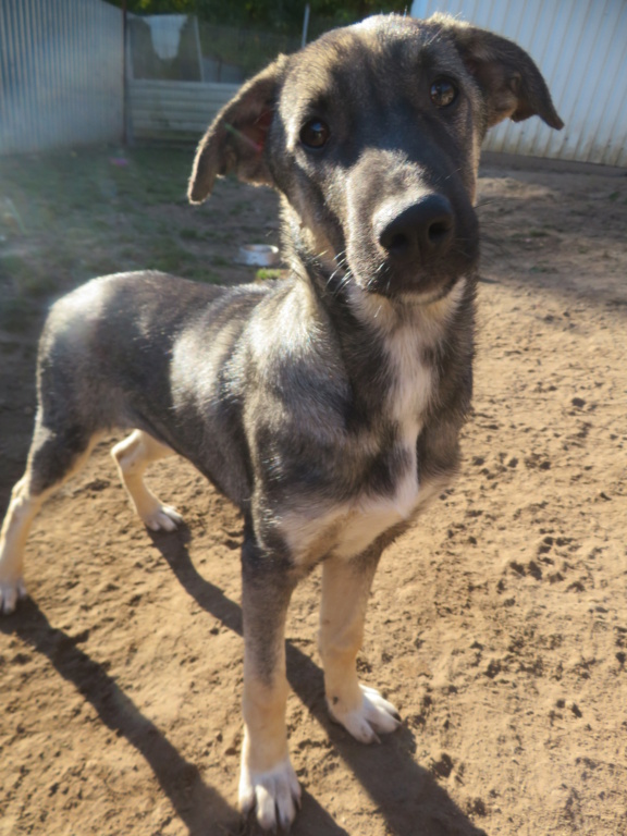 RUSSIA - chiot femelle, de taille moyenne à grande à l'âge adulte - née environ en mai 2021 - REMEMBER ME LAND - Adoptée par Maud (86)  Russia19