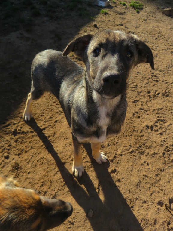 RUSSIA - chiot femelle, de taille moyenne à grande à l'âge adulte - née environ en mai 2021 - REMEMBER ME LAND - Adoptée par Maud (86)  Russia20