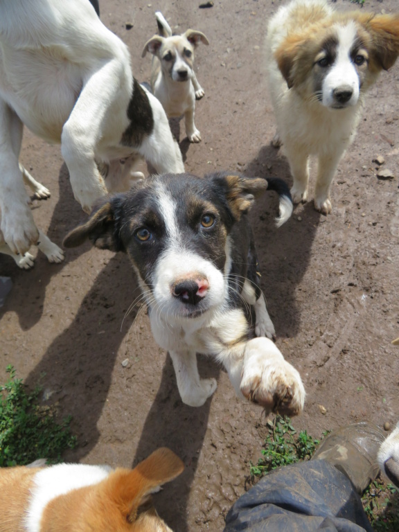 SAIKA - chiot femelle, de taille petite à moyenne à l'âge adulte - née environ en février 2021 - REMEMBER ME LAND - Adoptée par Guislaine (75)  Saika_12