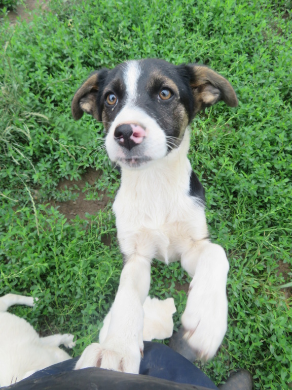 SAIKA - chiot femelle, de taille petite à moyenne à l'âge adulte - née environ en février 2021 - REMEMBER ME LAND - Adoptée par Guislaine (75)  Saika_18