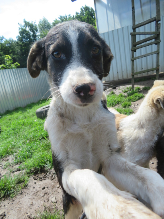 SAIKA - chiot femelle, de taille petite à moyenne à l'âge adulte - née environ en février 2021 - REMEMBER ME LAND - Adoptée par Guislaine (75)  Saika_24