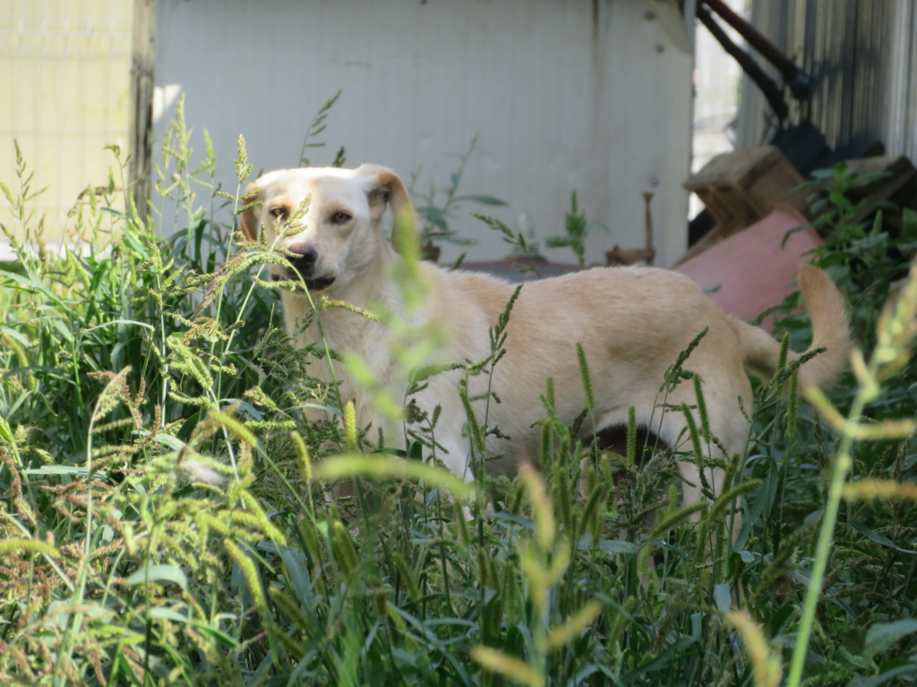 SAMMY !! + de 4 ans de box !! mâle, de taille moyenne à l'âge adulte (fourrière de Golesti) - né environ en début août 2019 - REMEMBER ME LAND - Page 2 Sammy_16