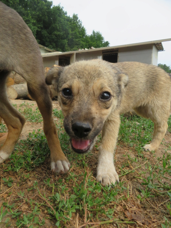 SANARY - chiot femelle , de taille petite à moyenne à l'âge adulte - née environ en avril 2021 - REMEMBER ME LAND - Adoptée par Jean François (59)  Sanary15