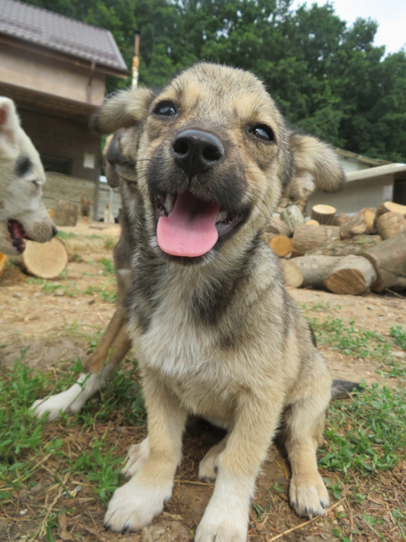 SANARY - chiot femelle , de taille petite à moyenne à l'âge adulte - née environ en avril 2021 - REMEMBER ME LAND - Adoptée par Jean François (59)  Sanary21