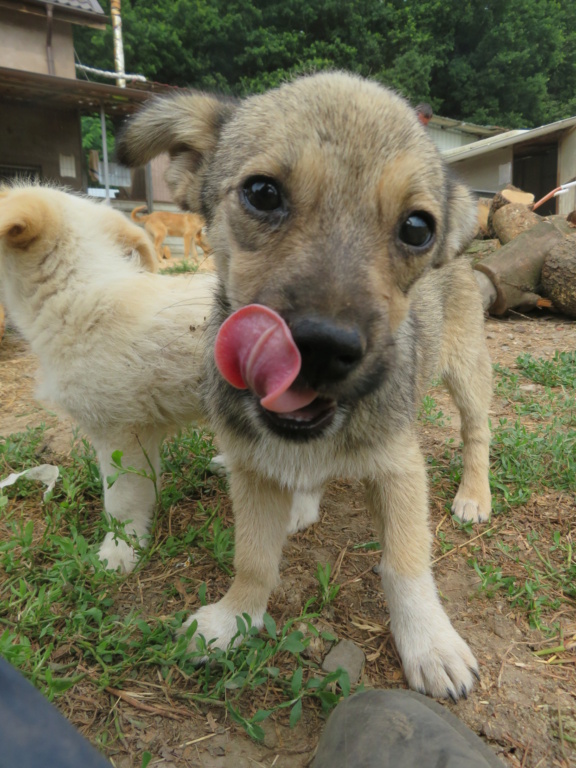 SANARY - chiot femelle , de taille petite à moyenne à l'âge adulte - née environ en avril 2021 - REMEMBER ME LAND - Adoptée par Jean François (59)  Sanary23