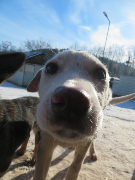 YOUKI (ex SASKIA) - chiot femelle, de taille moyenne  à l'âge adulte - née environ en septembre 2020 - REMEMBER ME LAND - ADOPTEE PAR MELISSA et LAURETTE (74) Saskia11