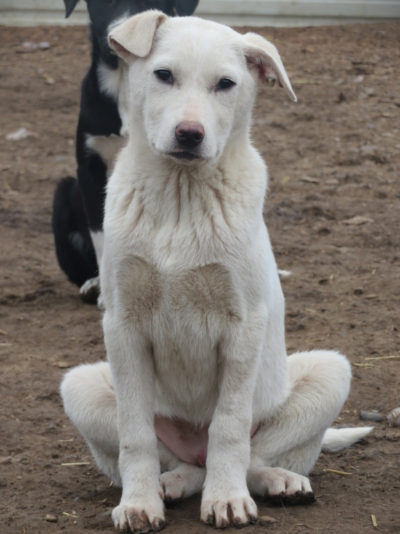 YOUKI (ex SASKIA) - chiot femelle, de taille moyenne  à l'âge adulte - née environ en septembre 2020 - REMEMBER ME LAND - ADOPTEE PAR MELISSA et LAURETTE (74) Saskia26