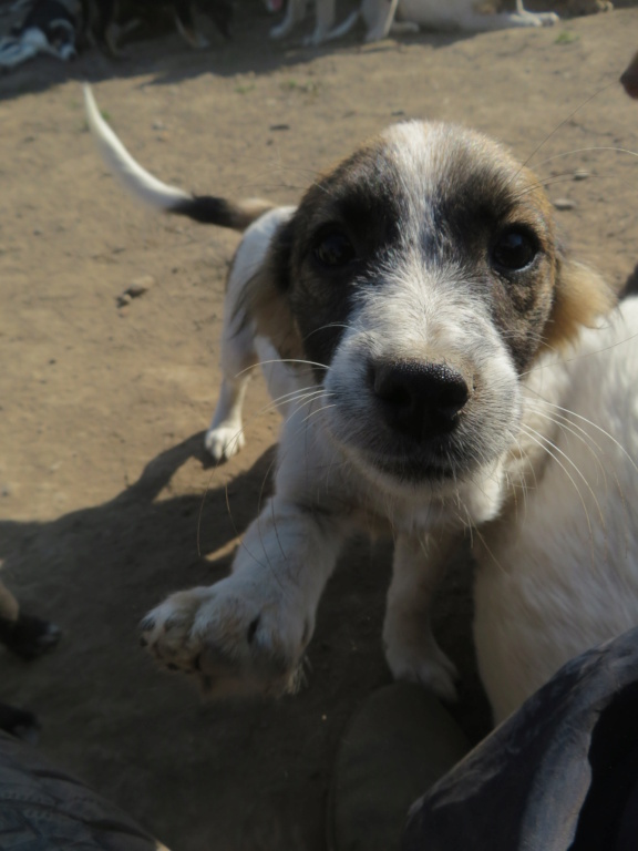 SAURIA - chiot femelle, de petite taille à l'âge adulte - née environ en mai 2021 - REMEMBER ME LAND - Adoptée par Mélanie (59)  Sauria21