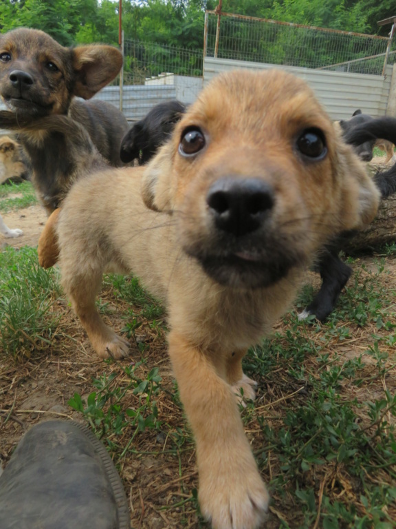 SAWYER - chiot mâle, de taille petite à moyenne à l'âge adulte - né environ en avril 2021 - REMEMBER ME LAND - Adopté par Florence (75)  Sawyer17