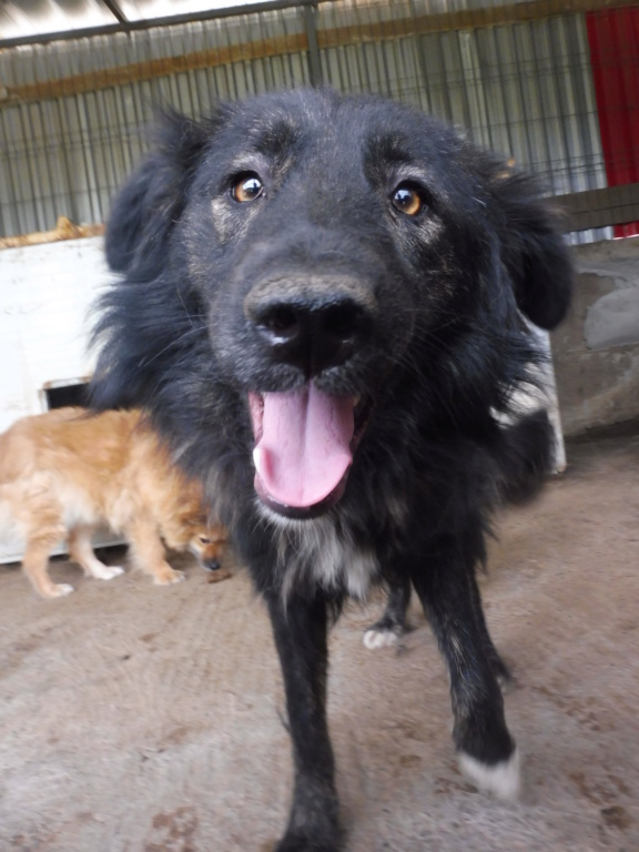 SCARLETT - femelle croisée de taille moyenne, née en 2014 - REMEMBER ME LAND - Adoptée par HELENE et AURELIEN (59) Scarle11