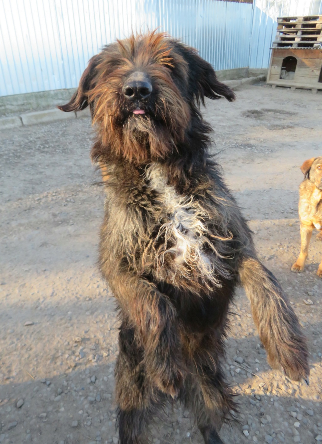 MADELEINE (ex SCHNAUZIE) - femelle, de grande taille - née environ en janvier 2020 - REMEMBER ME LAND - Adoptée par Gwendoline (59)  Schnau14