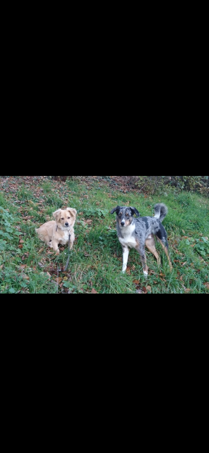 SPIK - Chiot mâle, croisé - taille moyenne à l'âge adulte - Né environ mi juin 2019 - Adopté par Geneviève (74)  Scree361