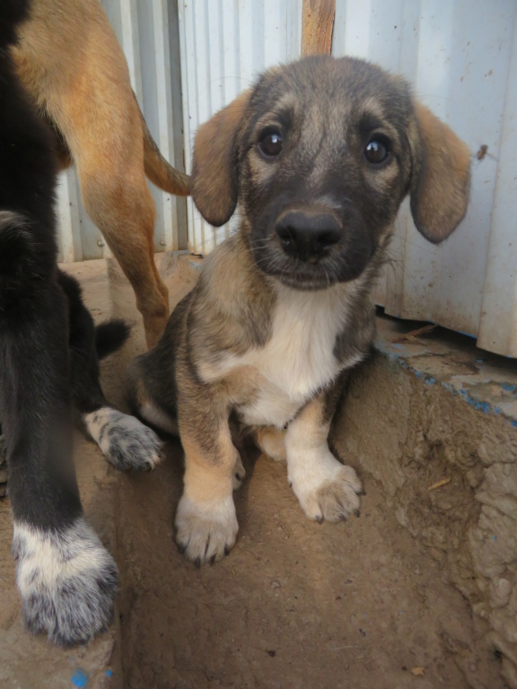 SHAG - chiot mâle, de petite taille à l'âge adulte - né environ en mai 2021 - REMEMBER ME LAND - Adopté par Concetta (78)  Shag_114