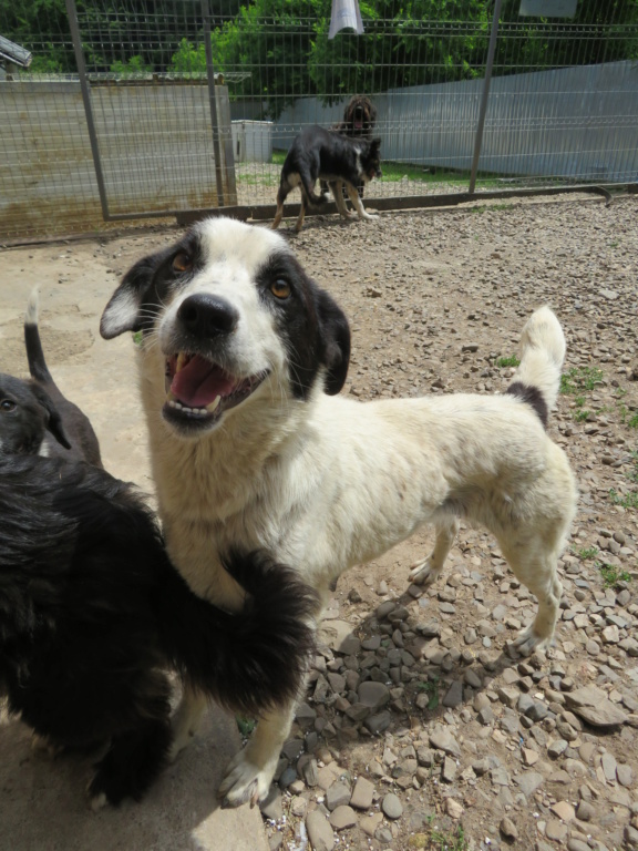 SHANICE - femelle, de taille petite à moyenne - née environ en juin 2018 - REMEMBER ME LAND - Adoptée par Quentin et Floriane (95)  Shanic23